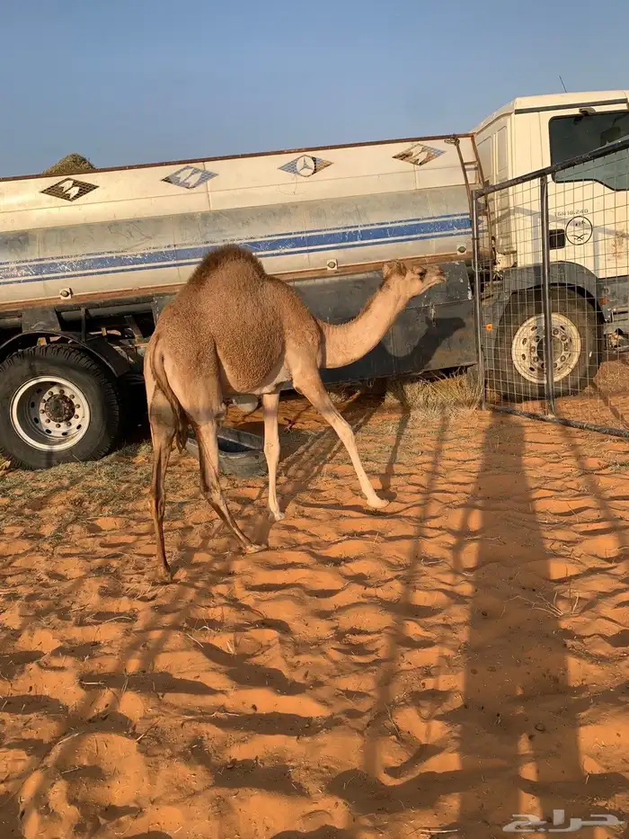 بكرة طيبه سلاله 0