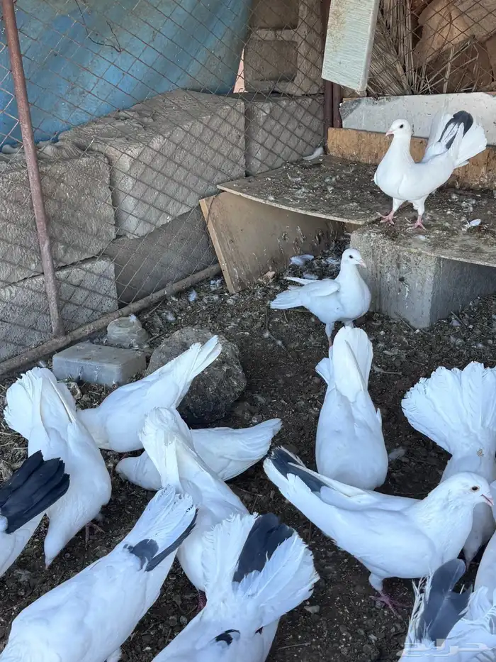 حمام نوعين هومر وهزازي 2