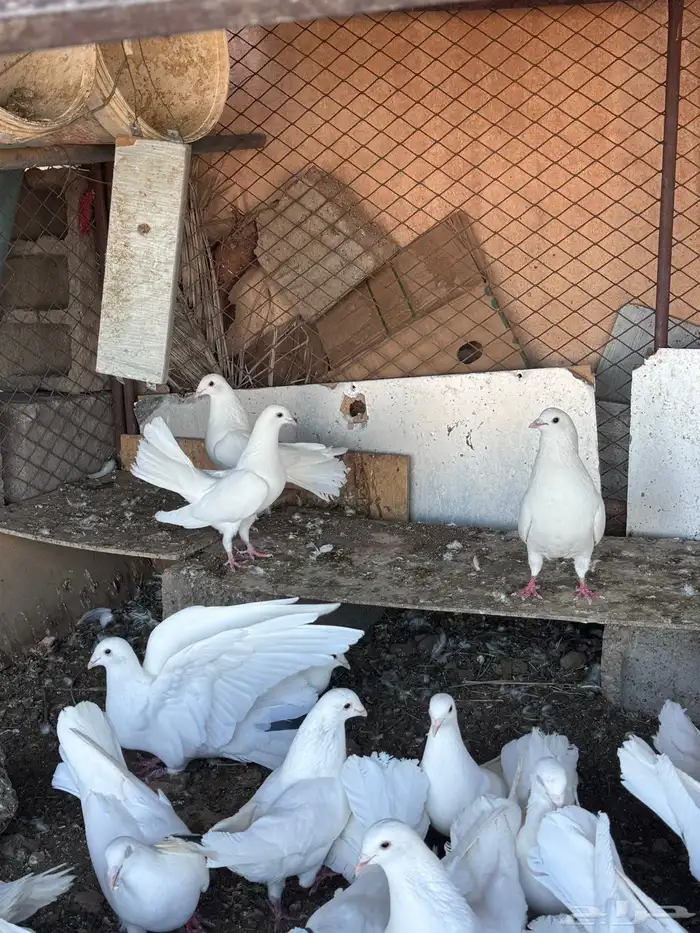 حمام نوعين هومر وهزازي 3