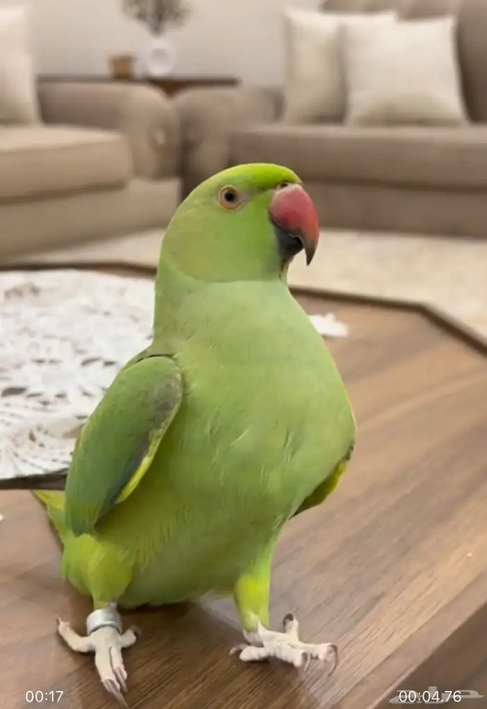 (تم البيع الله يبارك) دره اليف مايعرف عض متعود على راعيه 0