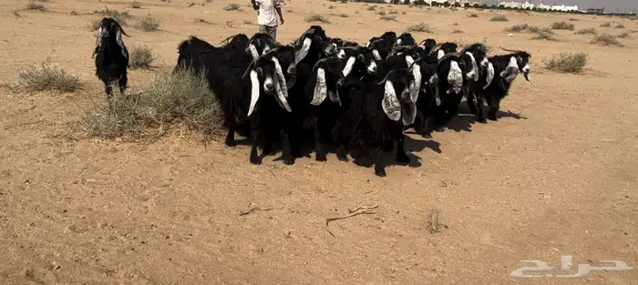 للبيع معزا عواض 1