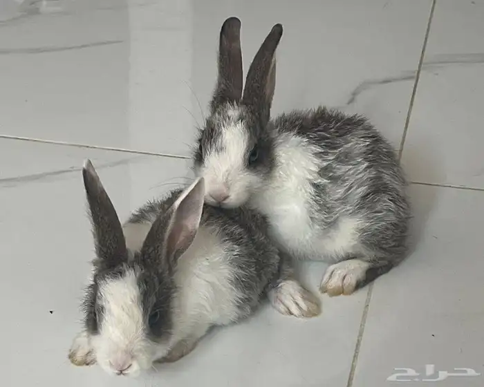 اثنين أرانب ب ألوان بقري نادر ب100 2