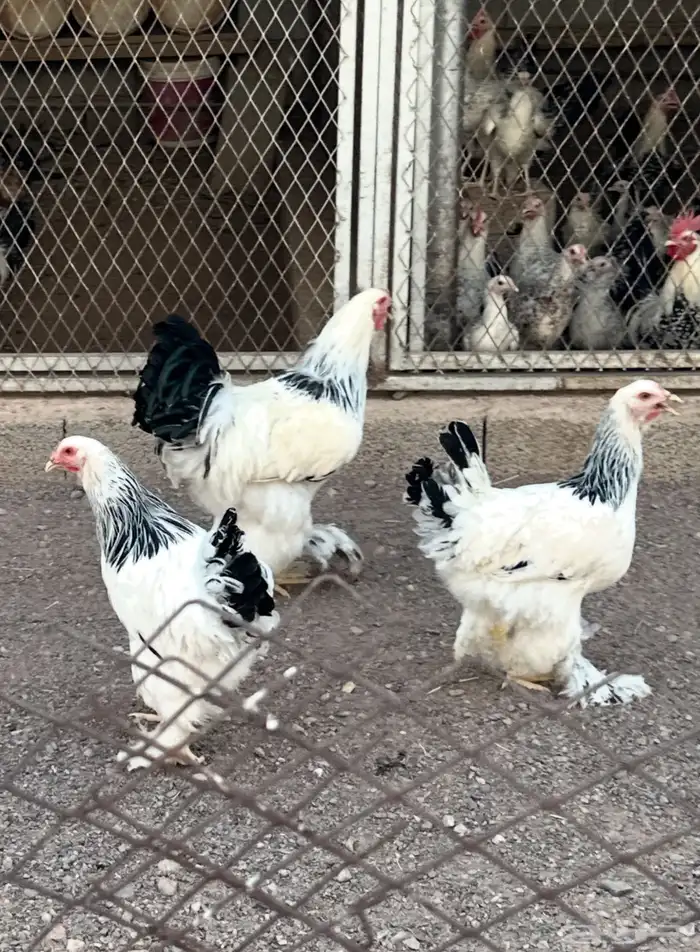 دجاج براهمه كونك 1