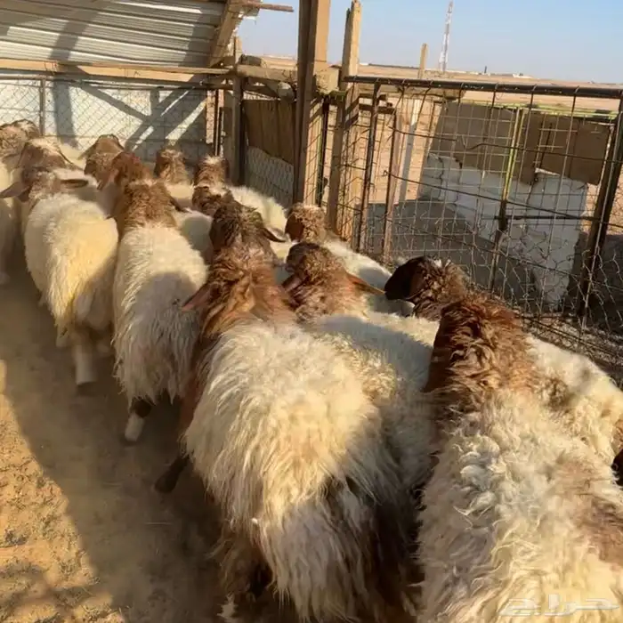 جذعات نعيم 0