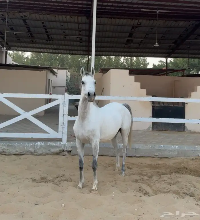 فرس واهو شيخة اصيلة منتجة وحامل (بيع مستعجل) 11