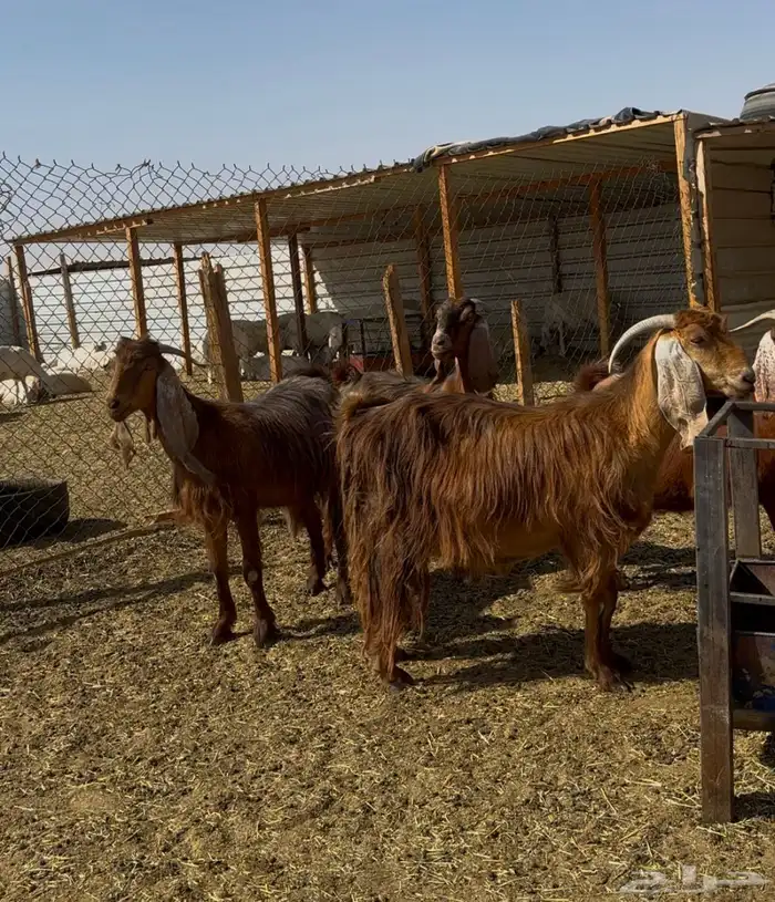 عوارض حمر دفيع شرط 2