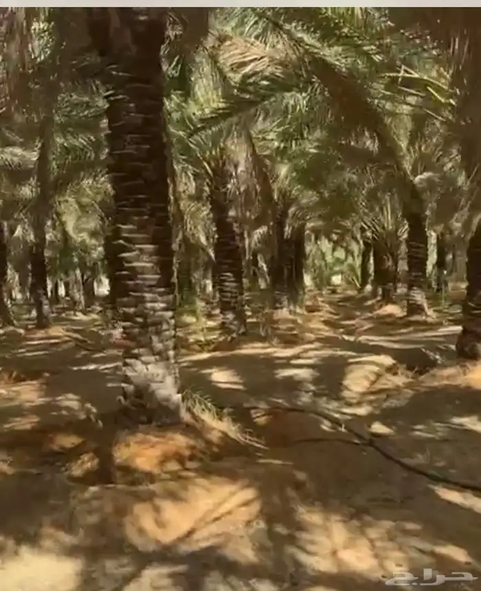 أشجار نخل - نخيل - زيتون للبيع 2