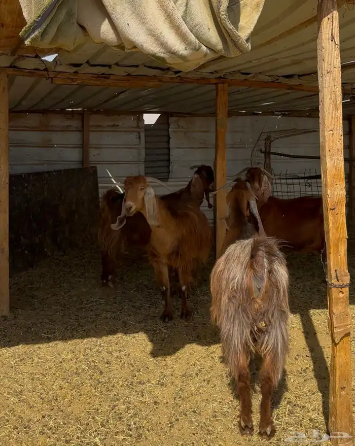 عوارض حمر دفيع شرط 1