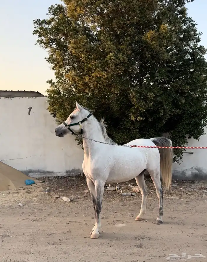 فرس واهو شيخة اصيلة منتجة وحامل (بيع مستعجل) 3