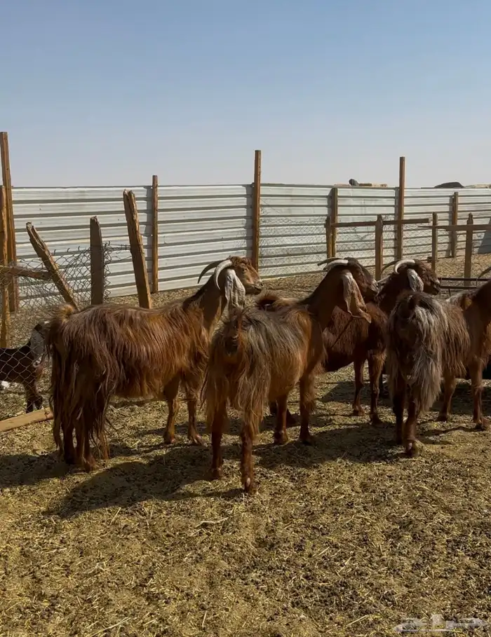 عوارض حمر دفيع شرط 3