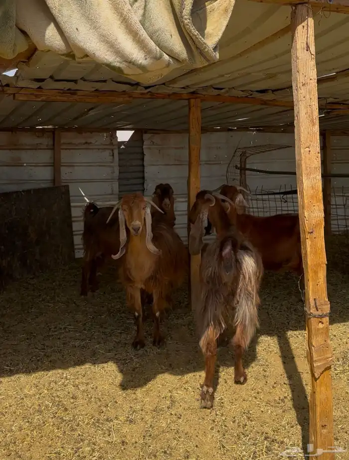 عوارض حمر دفيع شرط 4