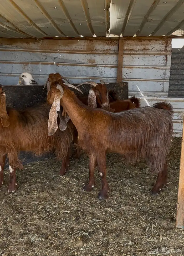 عوارض حمر دفيع شرط 0