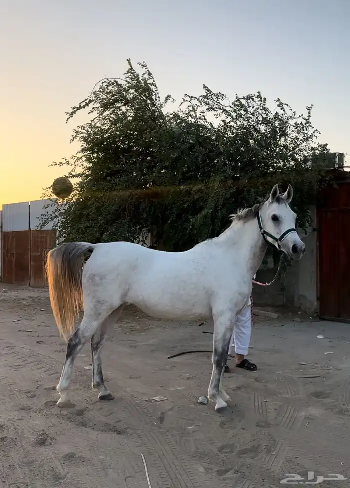 فرس واهو شيخة اصيلة منتجة وحامل (بيع مستعجل) 0