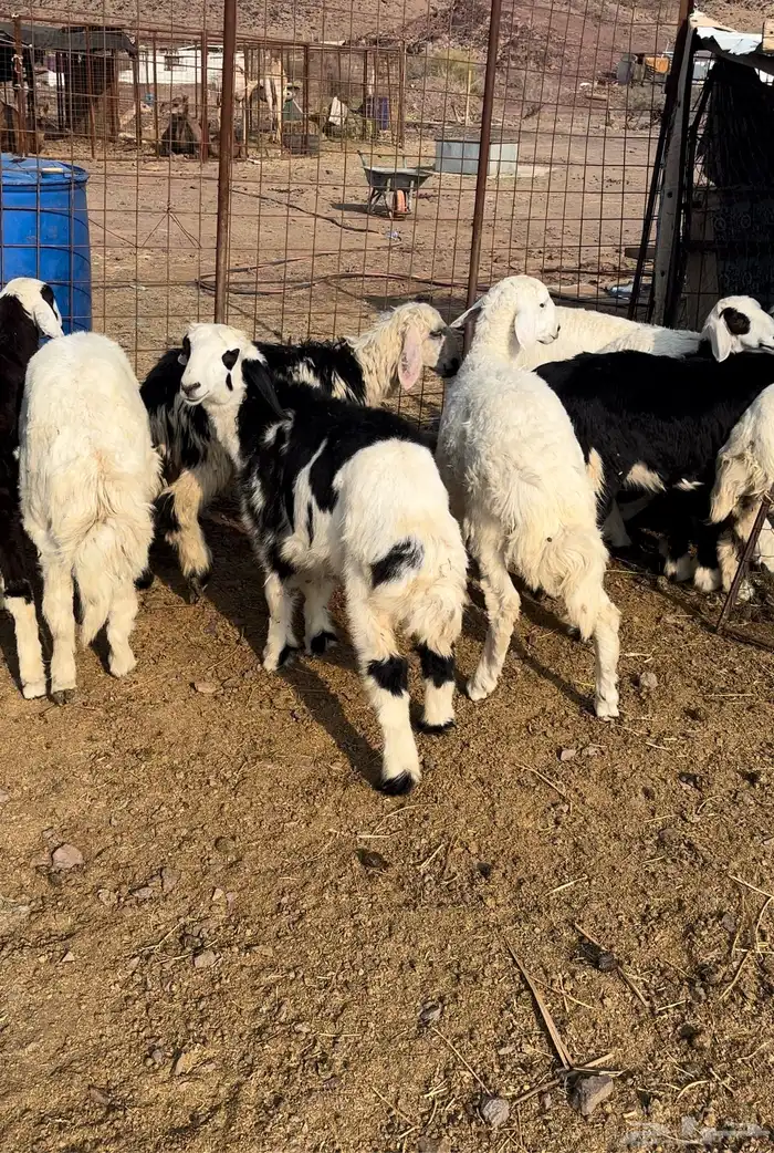 10رخال وطلي العمر 5شهور 0