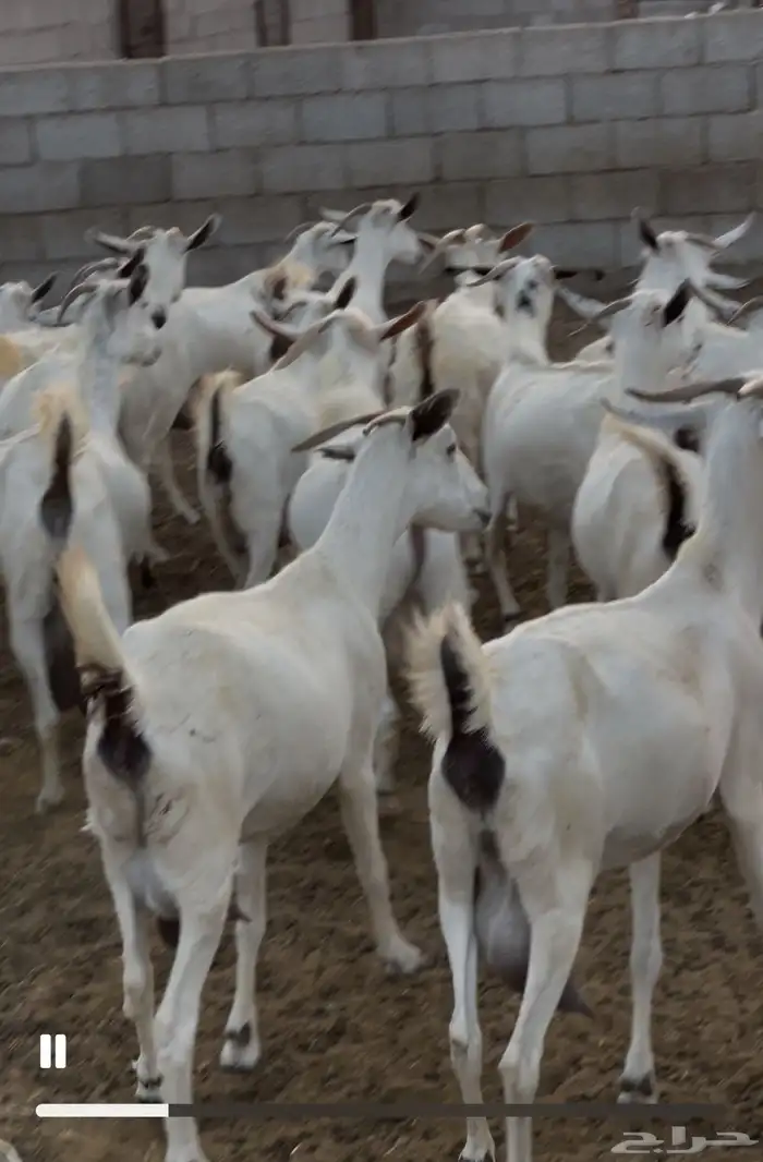 معزى بيشيات شبب بالفحل للبيع التواصل واتساب 9