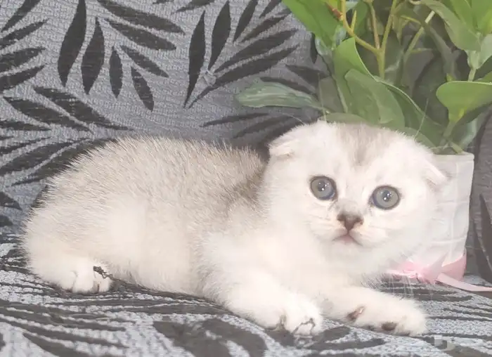 اوتيل قطط جدة وطيور 5