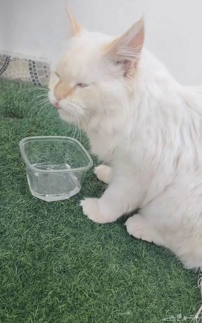 قطة للتبني 2