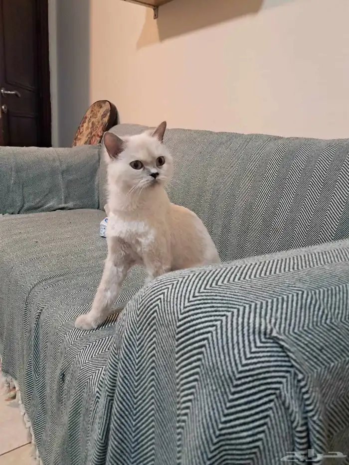 قطه هملايا بلو أنثى للتبني العاجل 2