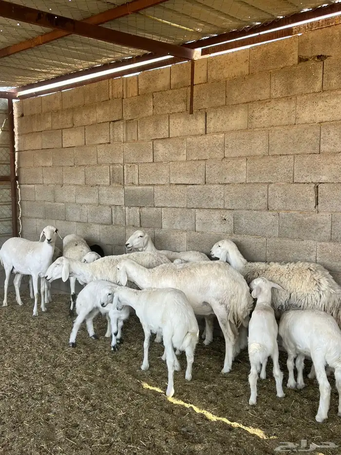 للبيع حريات والد 1