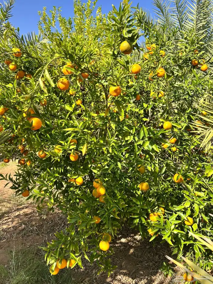 افندي وليمون 4