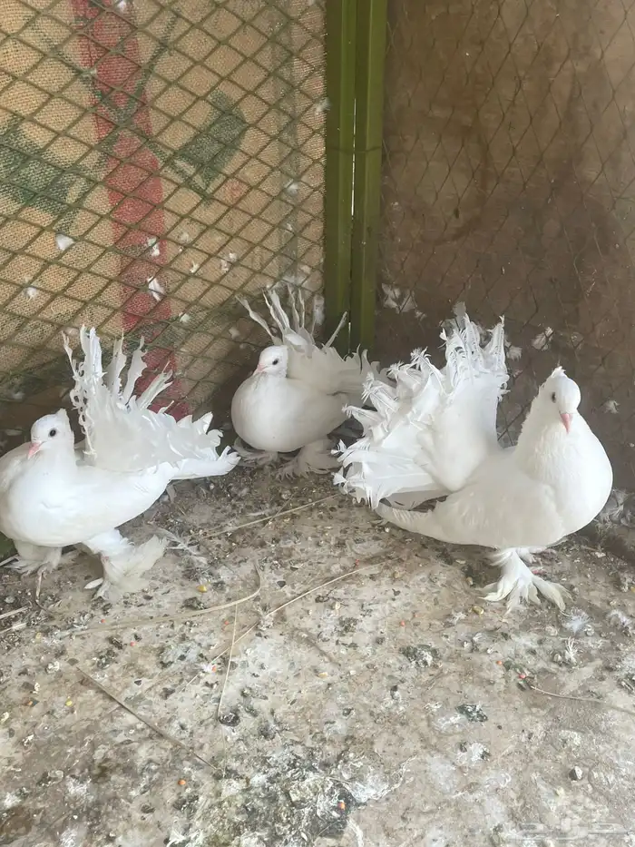 حمام هزازي 6