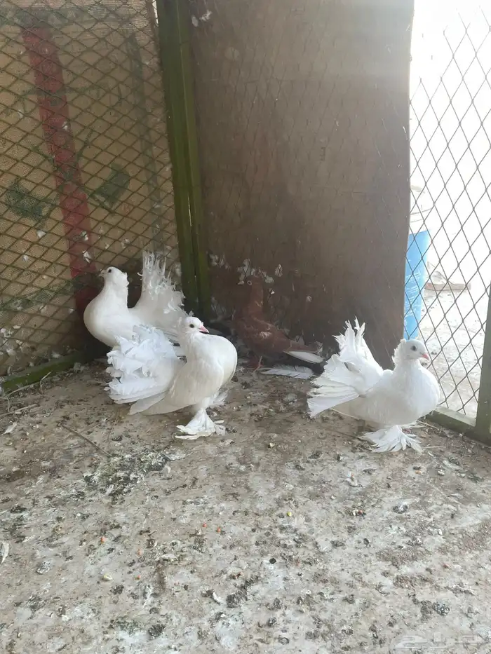 حمام هزازي 4