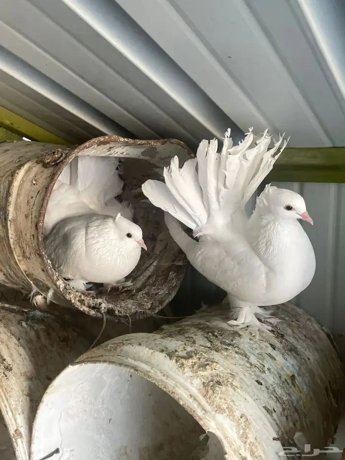 حمام هزازي 1