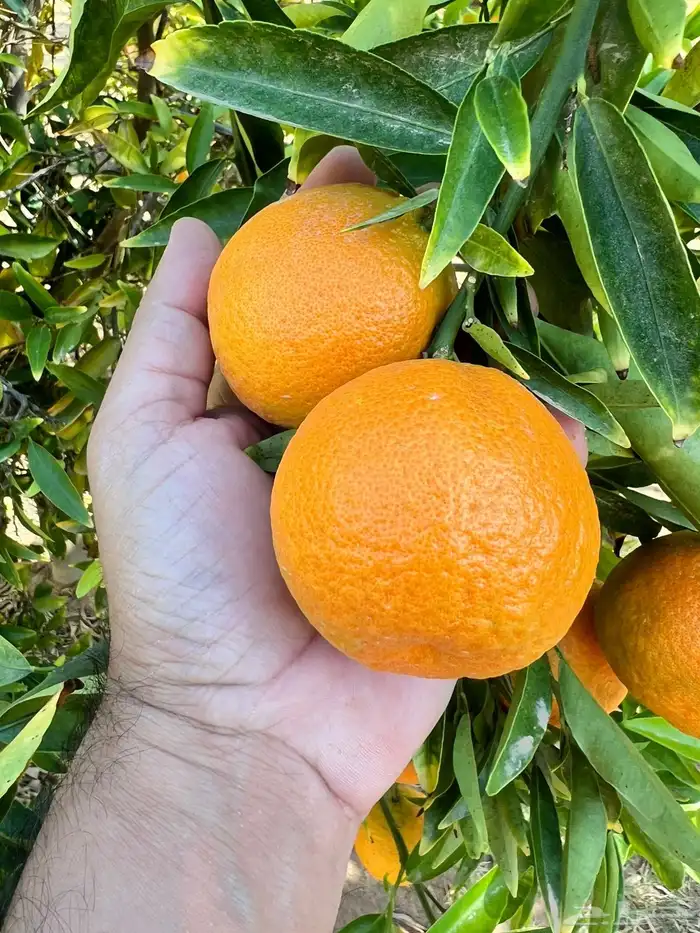 افندي وليمون 5