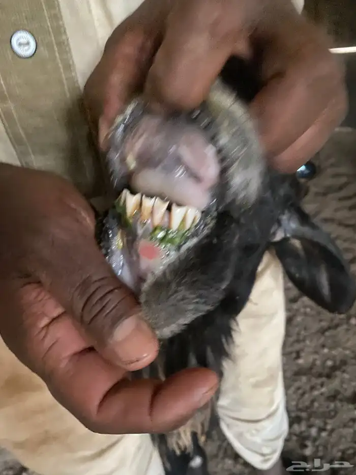 نعاج صحتهن شرط 4