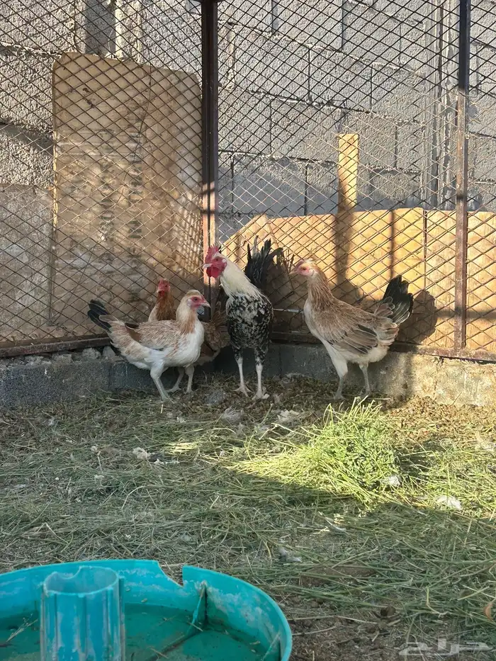 للبيع دجاج الدوادمي 0