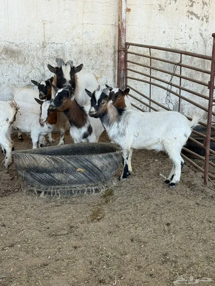 معز غزم العدد 7 0