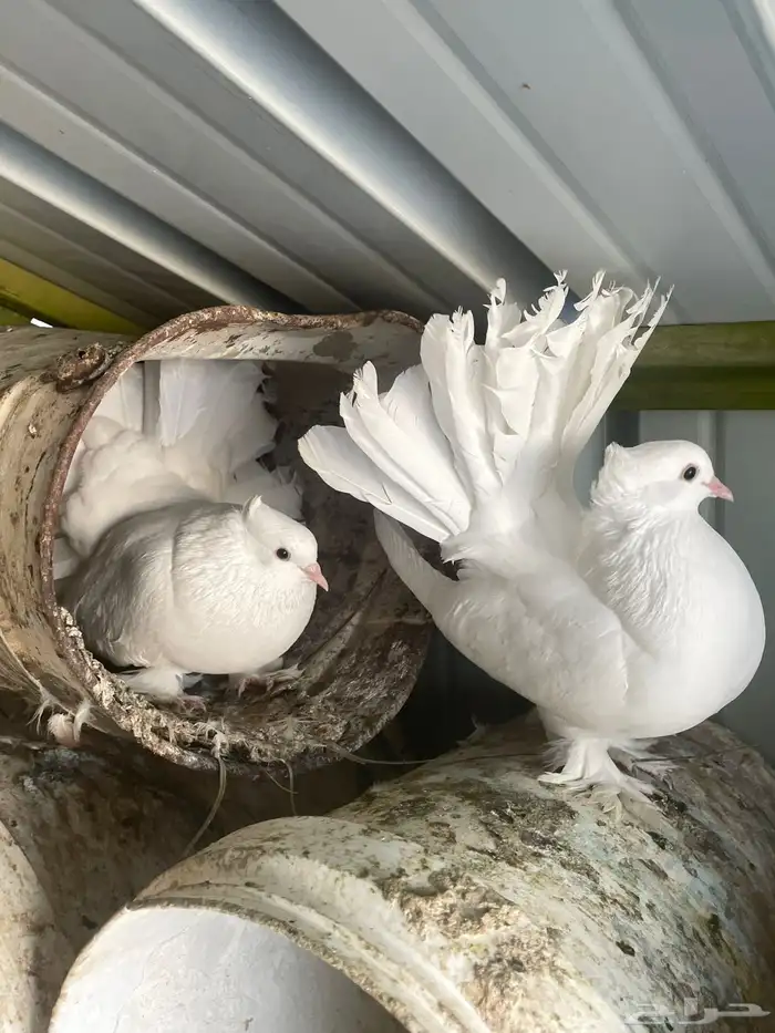 حمام هزازي 0