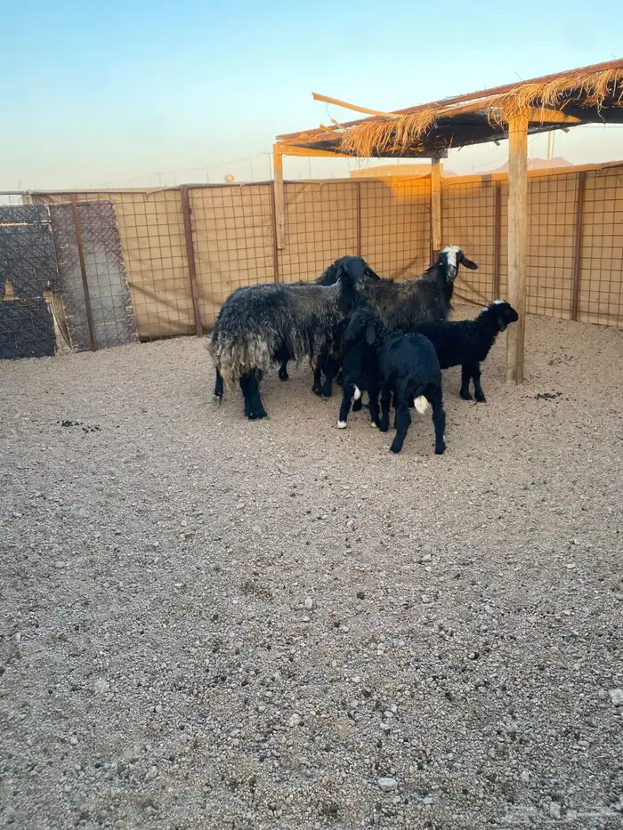 نعاج صحتهن شرط 1