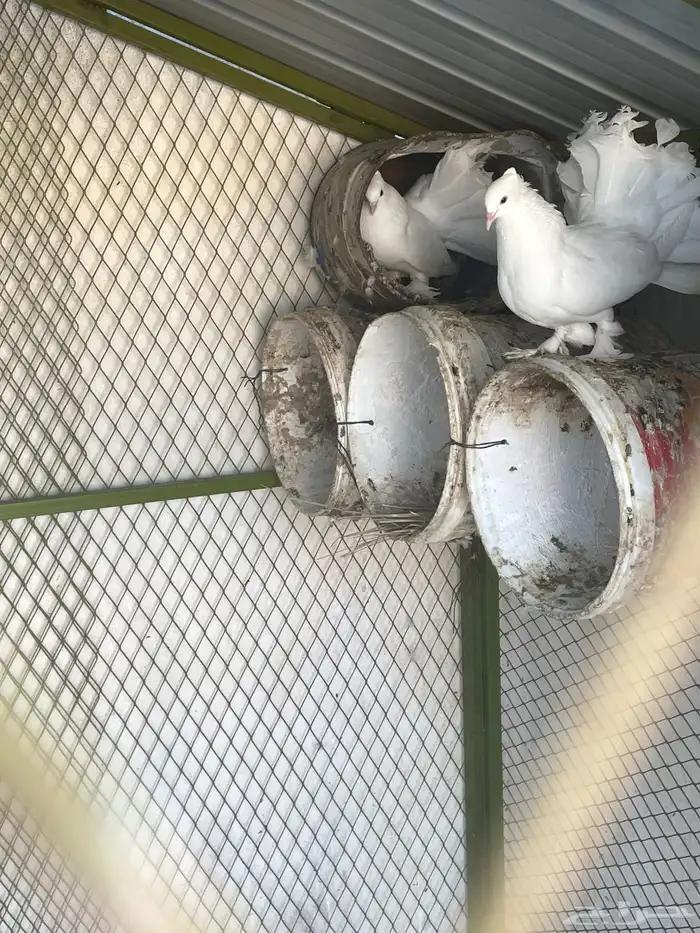 حمام هزازي 3