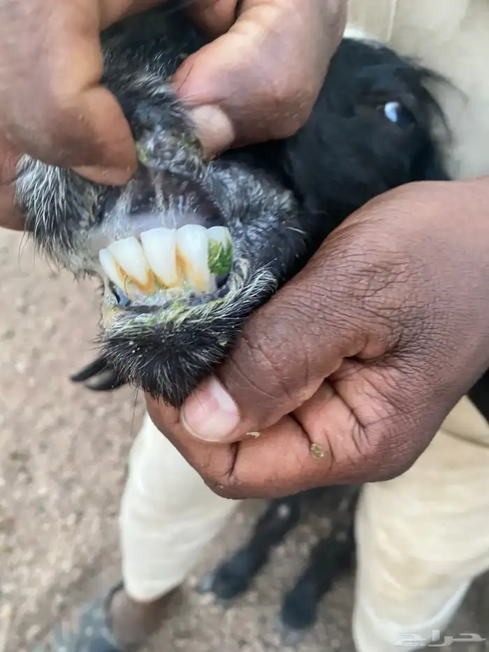 نعاج صحتهن شرط 2