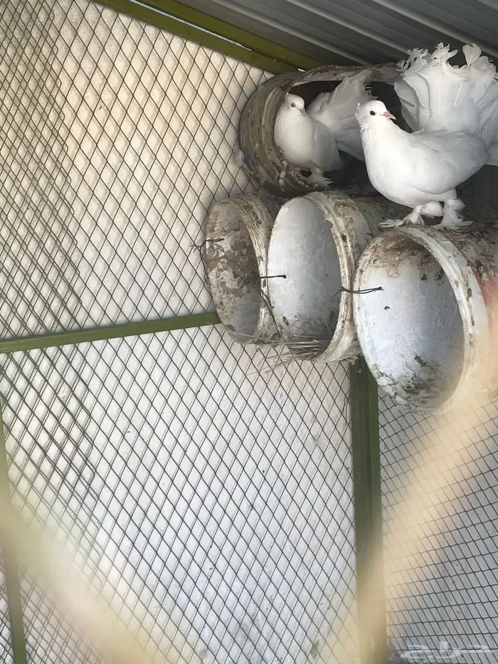 حمام هزازي 2