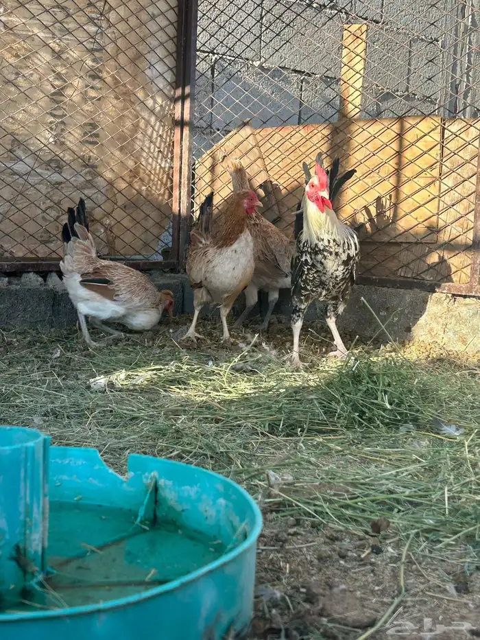 للبيع دجاج الدوادمي 2