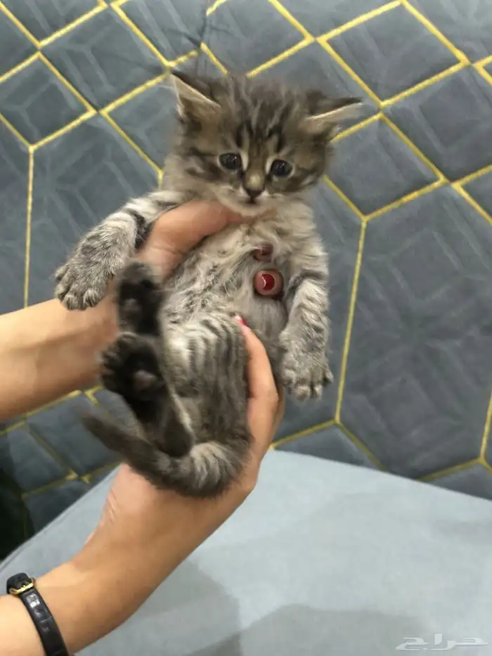 شيرازي للبيع بالرياض 4