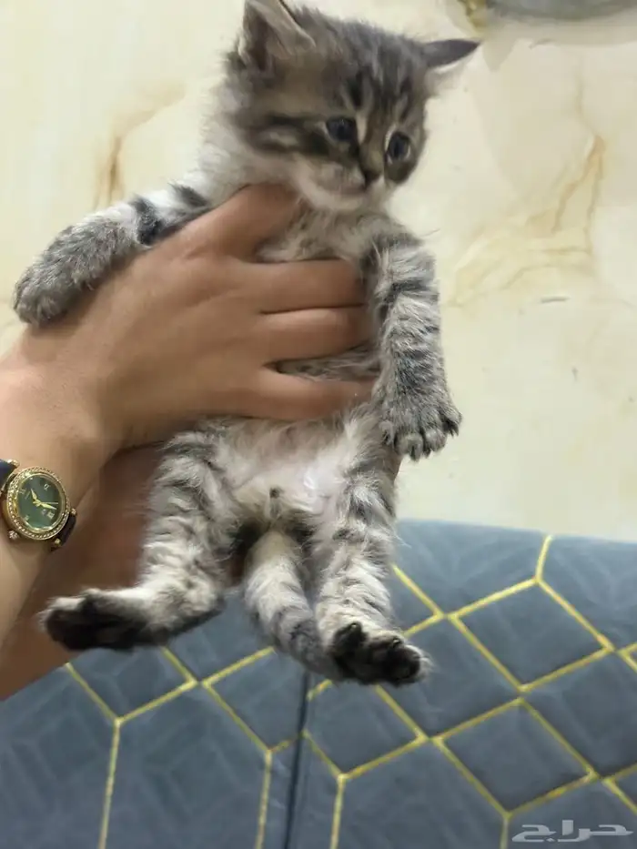 شيرازي للبيع بالرياض 5