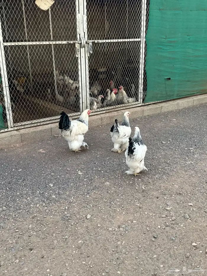 دجاج براهمه كونك 2