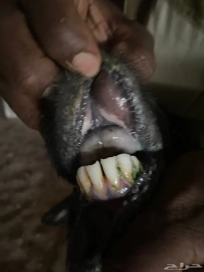 نعاج صحتهن شرط 3