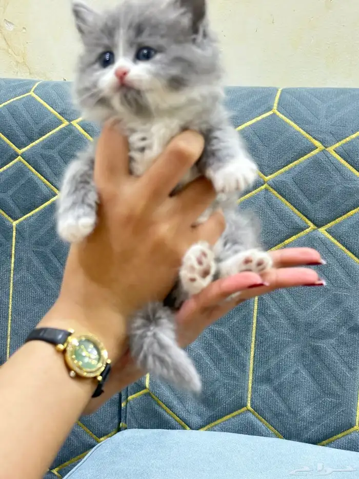 شيرازي للبيع بالرياض 1