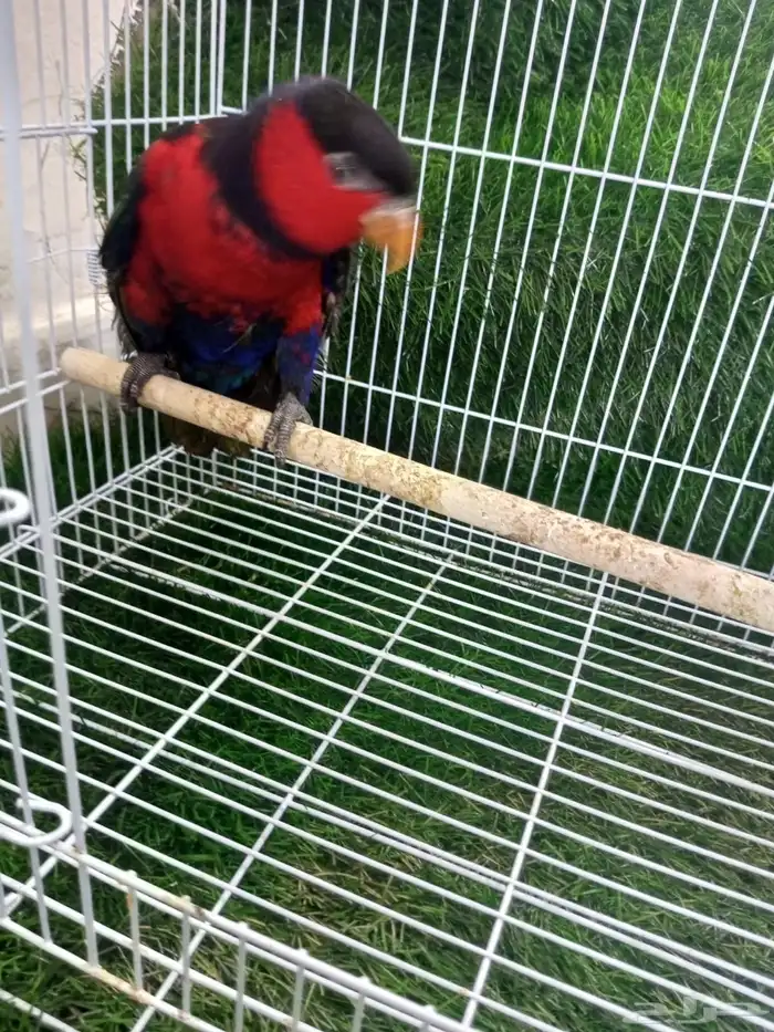 انثي لوري بلاك كاب للبيع 3