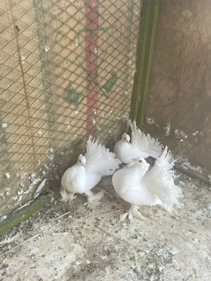 حمام هزازي 5