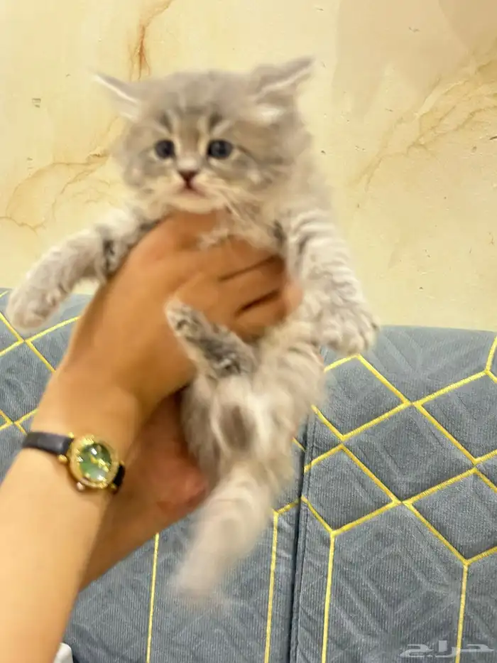 شيرازي للبيع بالرياض 0