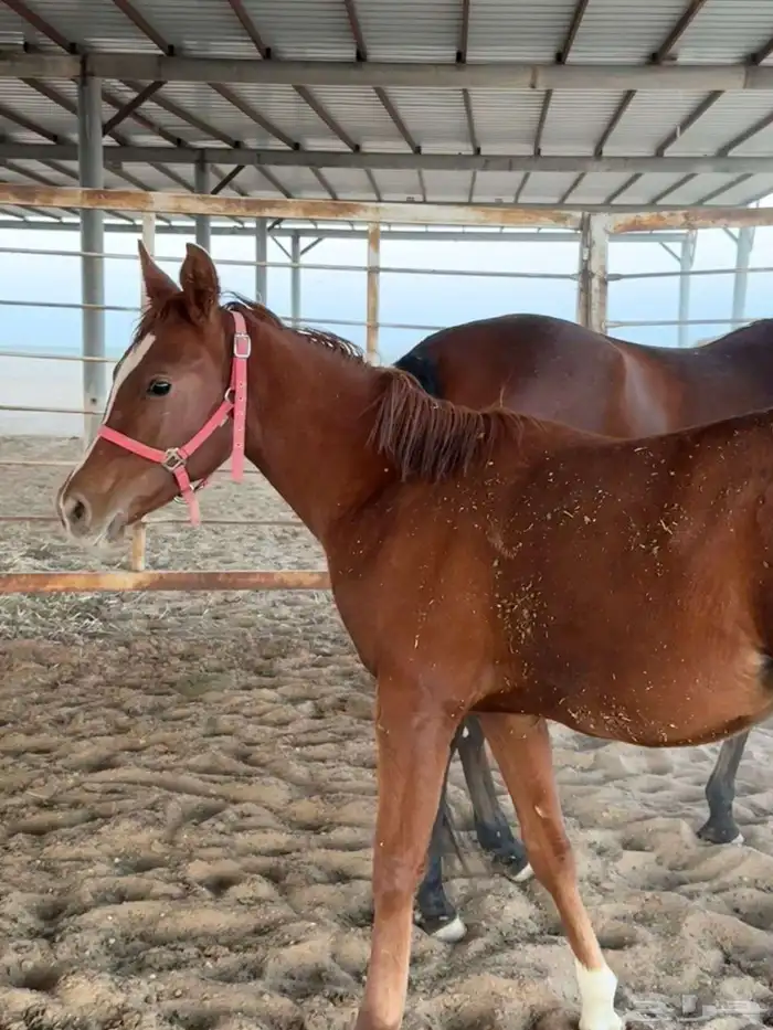 مهر شعبي للبيع 2