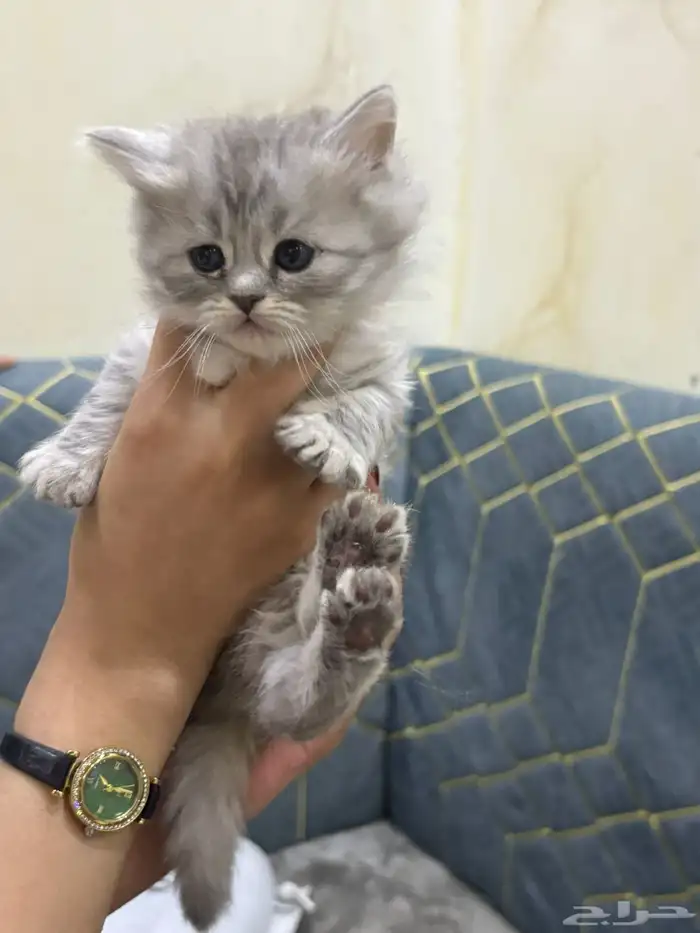 شيرازي للبيع بالرياض 2