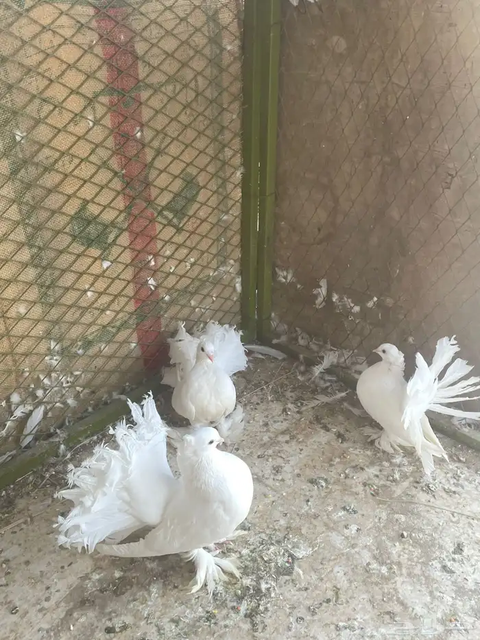 حمام هزازي 7