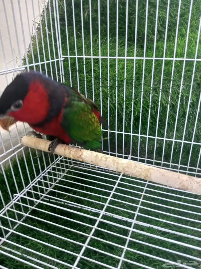 انثي لوري بلاك كاب للبيع 4