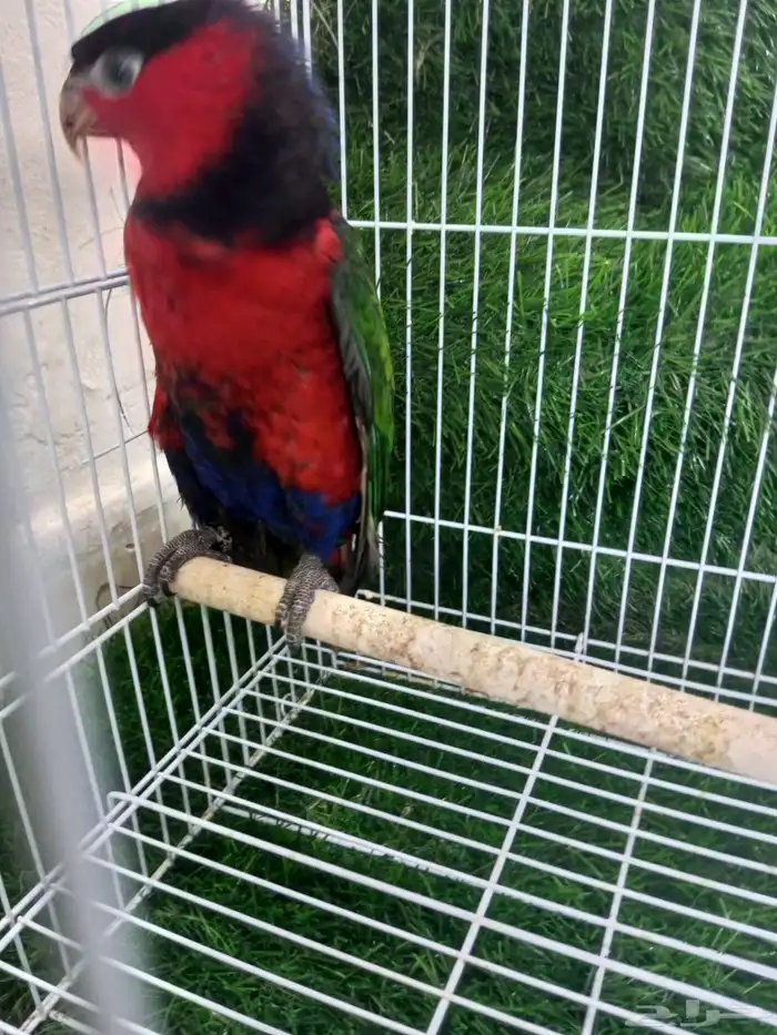 انثي لوري بلاك كاب للبيع 2